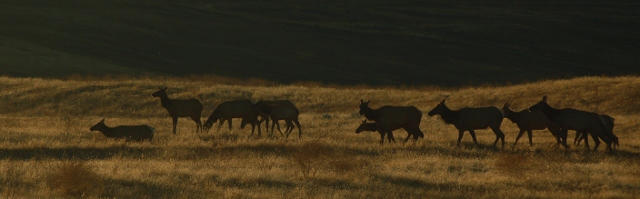Tule Elk
